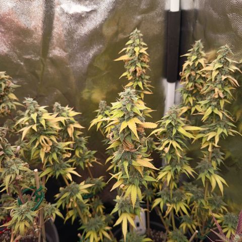 Sherbet Queen  growlog timeline photo