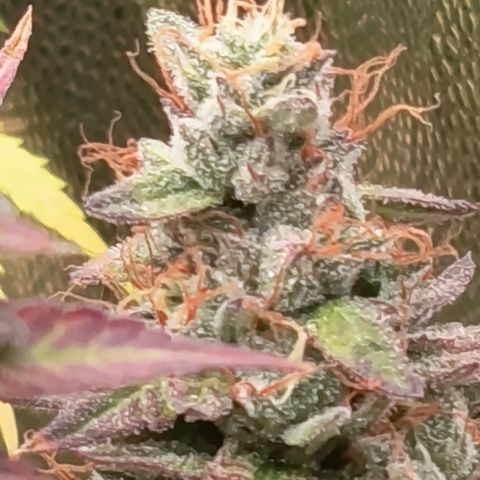Green Gelato  growlog timeline photo