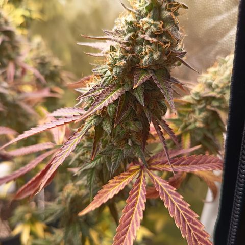 Green Gelato  growlog timeline photo