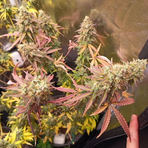 Green Gelato  growlog timeline photo