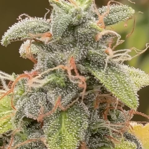 Sherbet Queen  growlog timeline photo