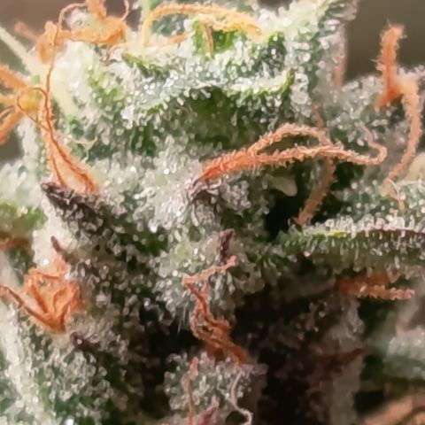 Green Gelato  growlog timeline photo