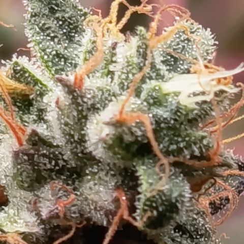Green Gelato  growlog timeline photo