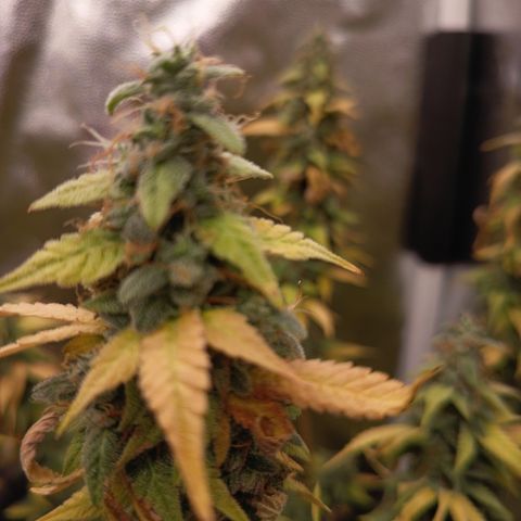 Sherbet Queen  growlog timeline photo