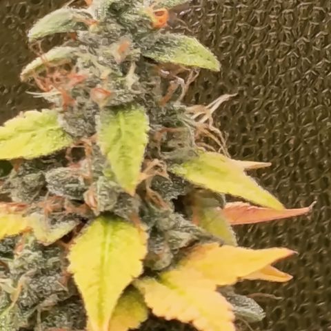 Sherbet Queen  growlog timeline photo