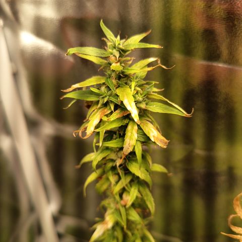 Royal Runtz  growlog timeline photo