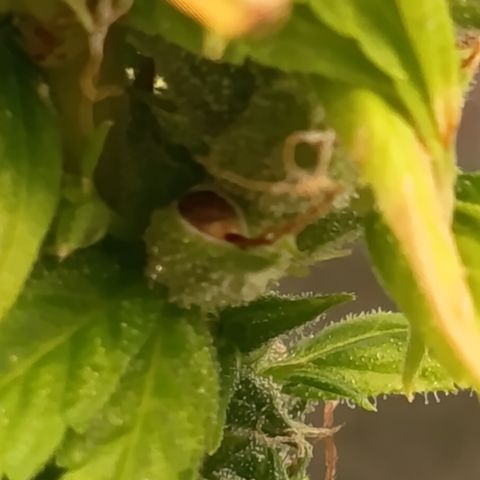 Royal Runtz  growlog timeline photo