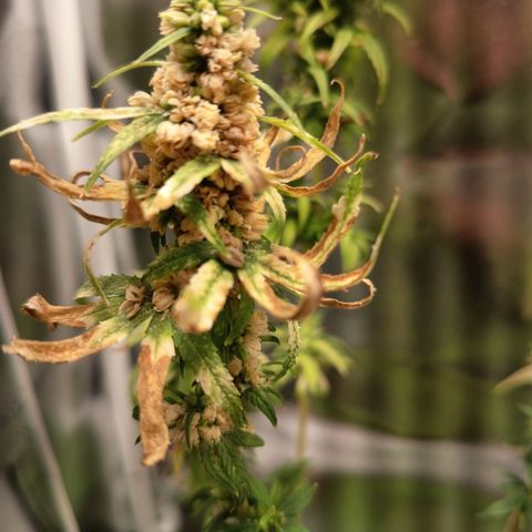 Royal Runtz  growlog timeline photo