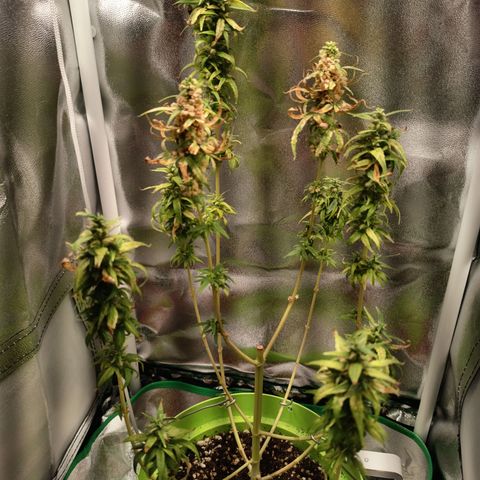Royal Runtz  growlog timeline photo