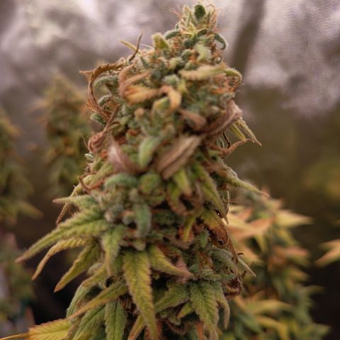 Pink Runtz  growlog timeline photo
