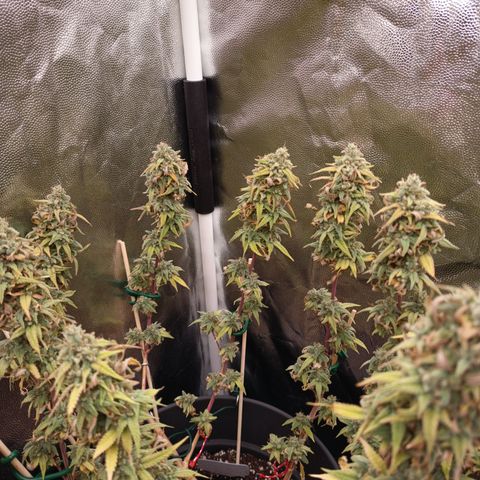 Pink Runtz  growlog timeline photo