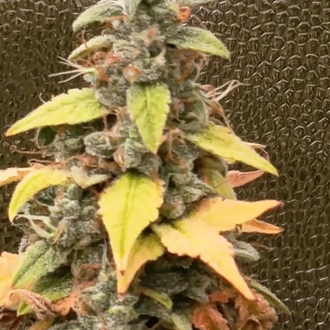 Sherbet Queen  growlog timeline photo
