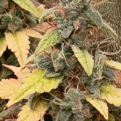 Sherbet Queen  growlog timeline photo