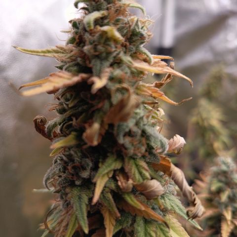 Fat Gorilla  growlog timeline photo