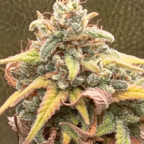 Pink Runtz  growlog timeline photo