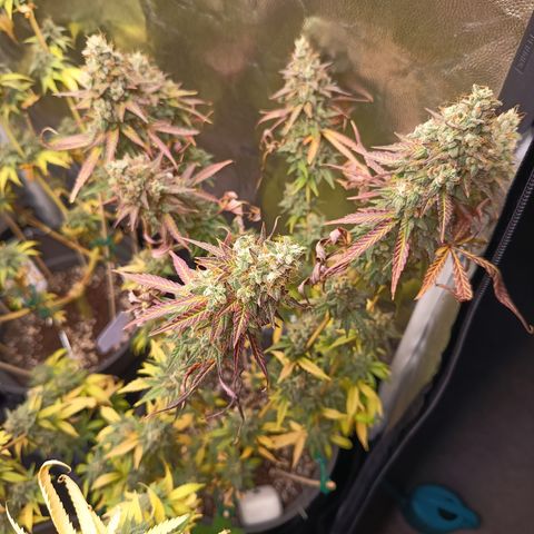 Green Gelato  growlog timeline photo