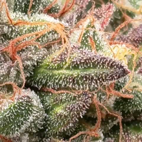 Green Gelato  growlog timeline photo