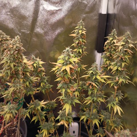 Sherbet Queen  growlog timeline photo