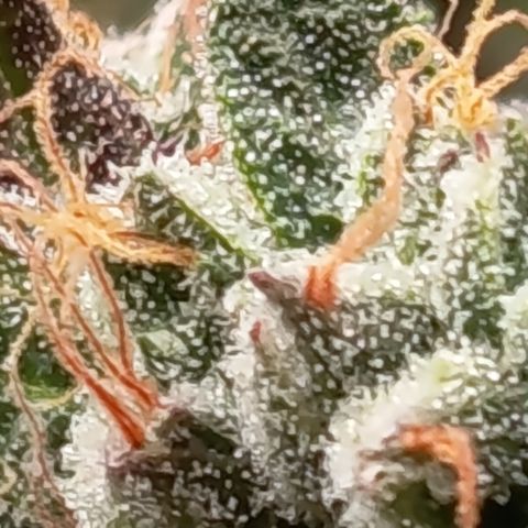 Green Gelato  growlog timeline photo