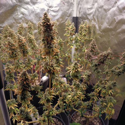 Fat Gorilla  growlog timeline photo