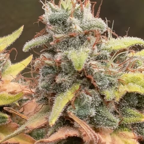 Fat Gorilla  growlog timeline photo