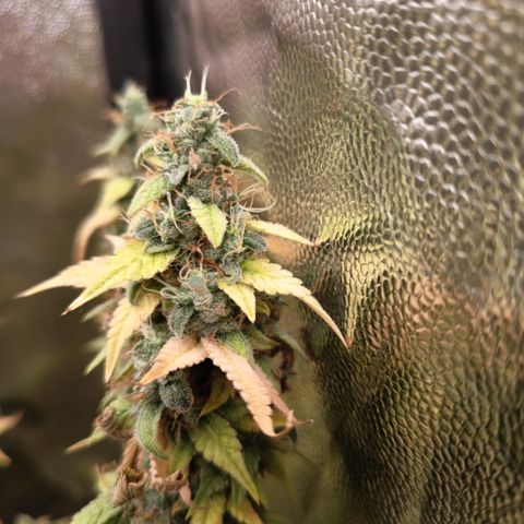 Sherbet Queen  growlog timeline photo