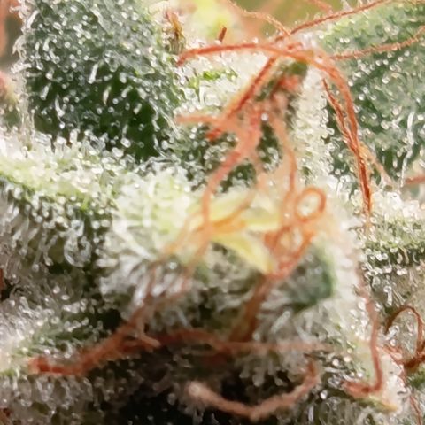 Fat Gorilla  growlog timeline photo