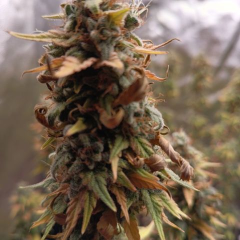 Fat Gorilla  growlog timeline photo