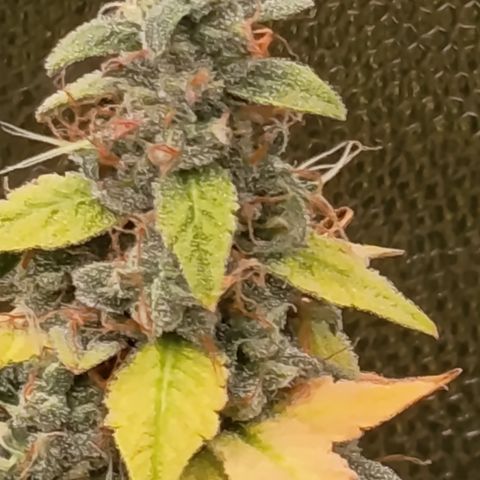 Sherbet Queen  growlog timeline photo