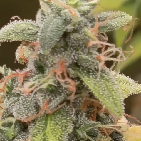 Sherbet Queen  growlog timeline photo