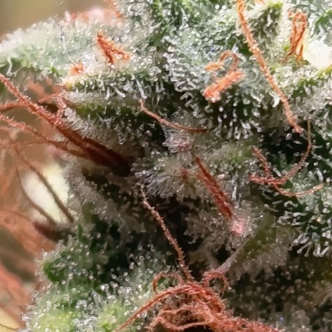 Fat Gorilla  growlog timeline photo