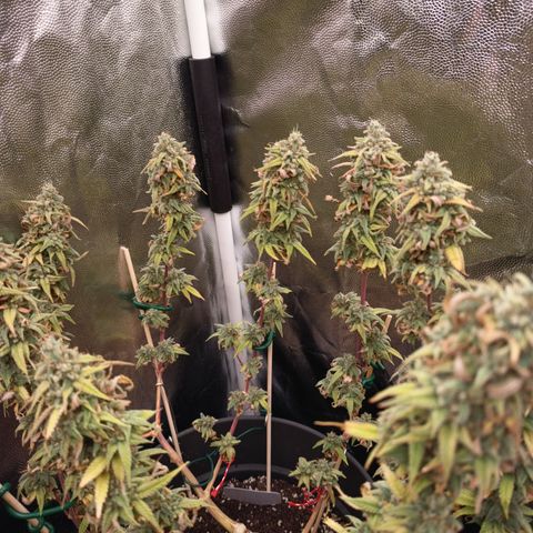 Pink Runtz  growlog timeline photo