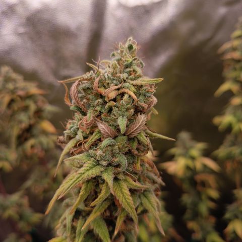 Pink Runtz  growlog timeline photo