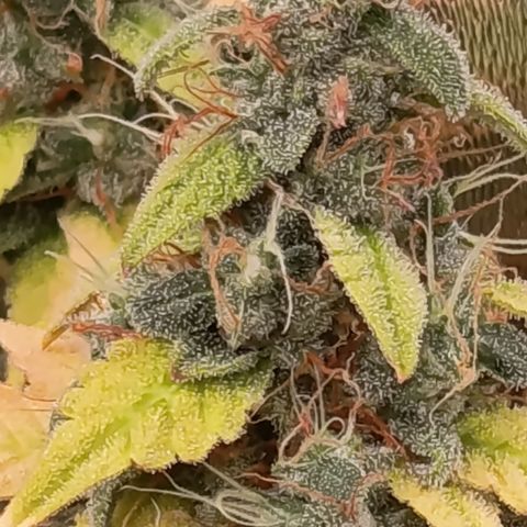 Sherbet Queen  growlog timeline photo