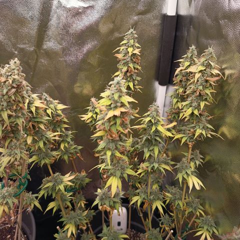Sherbet Queen  growlog timeline photo