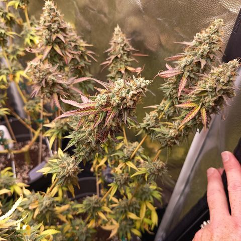 Green Gelato  growlog timeline photo