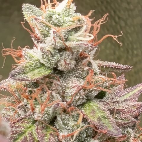 Green Gelato  growlog timeline photo