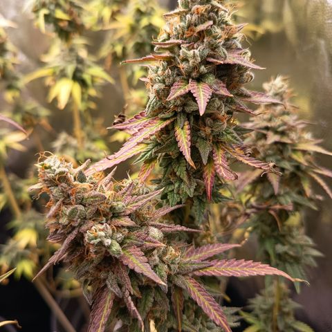Green Gelato  growlog timeline photo