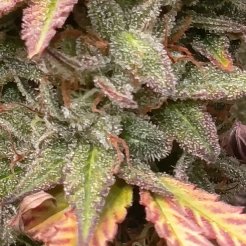 Green Gelato  growlog timeline photo