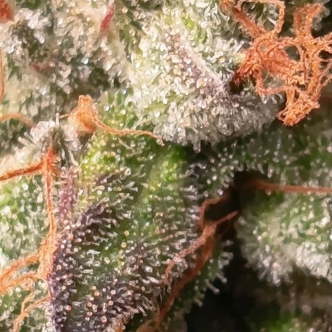 Green Gelato  growlog timeline photo