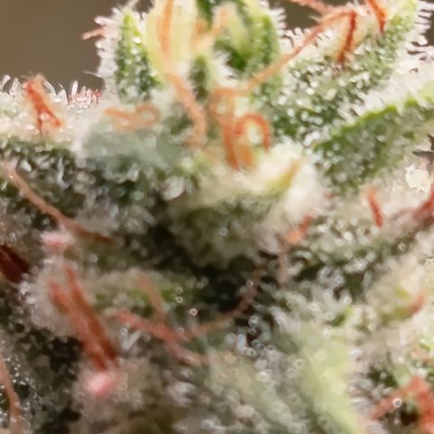Fat Gorilla  growlog timeline photo