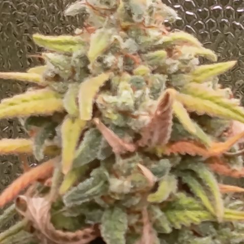 Pink Runtz  growlog timeline photo