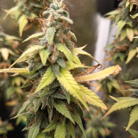 Sherbet Queen  growlog timeline photo