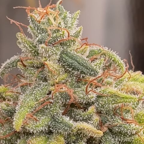 Pink Runtz  growlog timeline photo