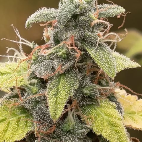 Sherbet Queen  growlog timeline photo