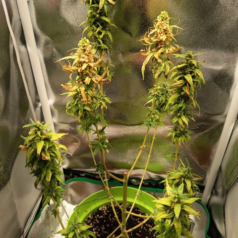 Royal Runtz  growlog timeline photo