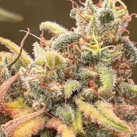Pink Runtz  growlog timeline photo