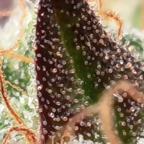 Green Gelato  growlog timeline photo
