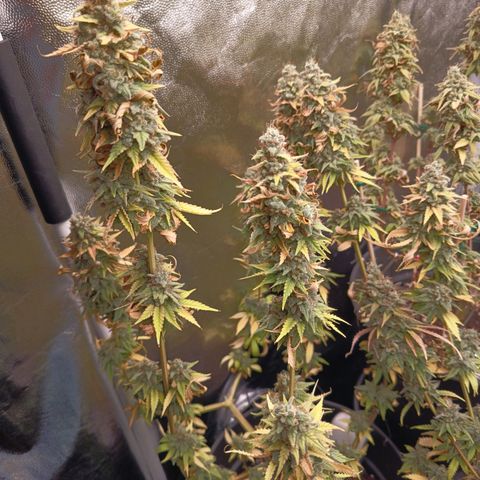 Fat Gorilla  growlog timeline photo