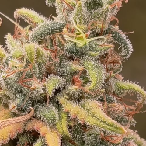 Pink Runtz  growlog timeline photo